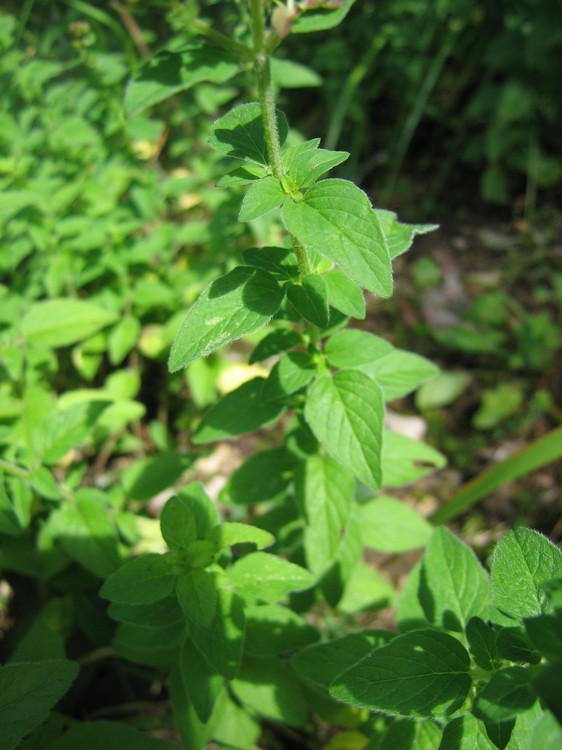 Origanum vulgare